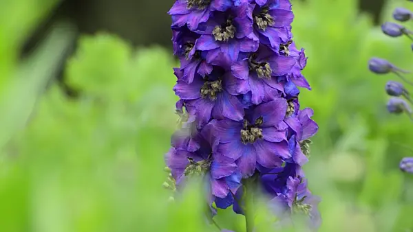 497033 - Larkspur (Delphinium elatum 'Tempelgong')