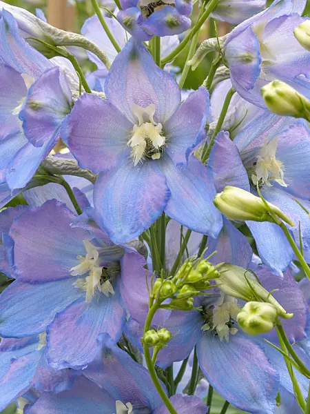414063 - Larkspur (Delphinium elatum 'Traumulus')