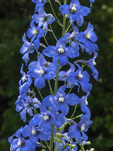 438299 - Larkspur (Delphinium elatum 'Traumulus')