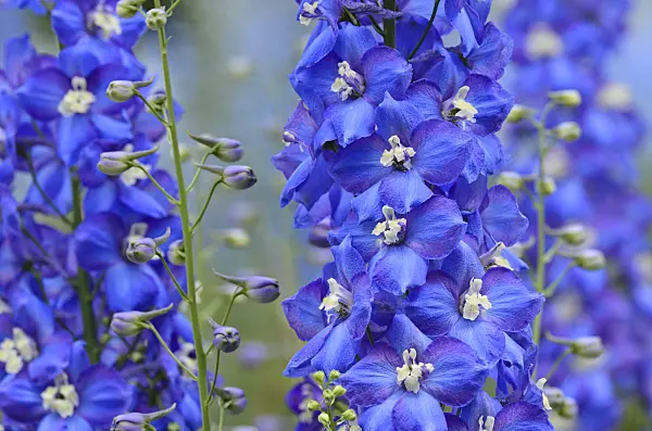 497252 - Larkspur (Delphinium elatum 'Tropennacht')
