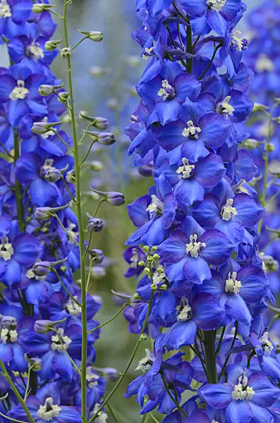 497253 - Larkspur (Delphinium elatum 'Tropennacht')