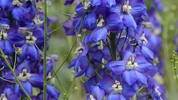497263 - Larkspur (Delphinium elatum 'Tropennacht')
