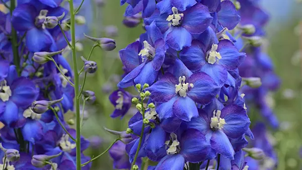 497264 - Larkspur (Delphinium elatum 'Tropennacht')