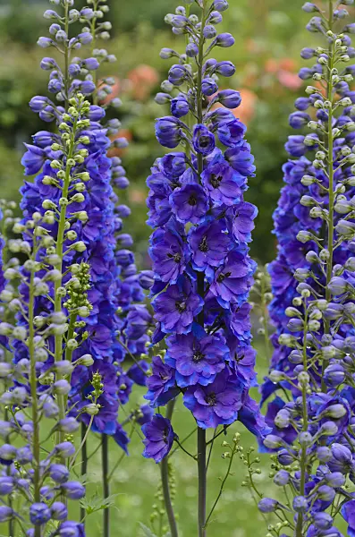 497015 - Larkspur (Delphinium elatum 'Vierzehnheiligen')
