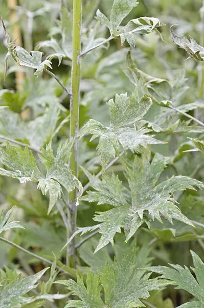 485138 - Larkspur (Delphinium elatum) with mildew