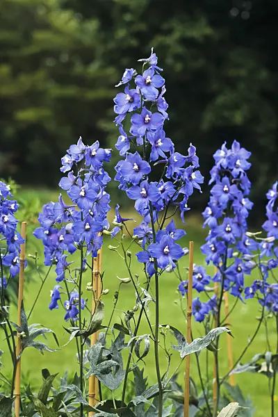 391051 - Larkspur (Delphinium elatum 'Zauberflöte')