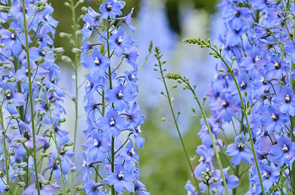 497254 - Larkspur (Delphinium elatum 'Zauberflöte')