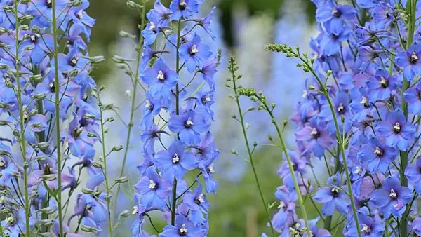 497265 - Larkspur (Delphinium elatum 'Zauberflöte')