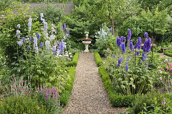 486021 - Larkspur (Delphinium) in a rose garden