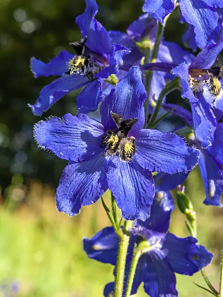 427271 - Larkspur (Delphinium speciosum)