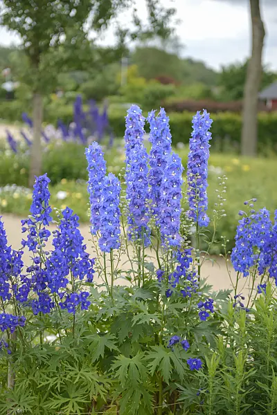 535400 - Larkspur (Delphinium x belladonna 'Atlantis')