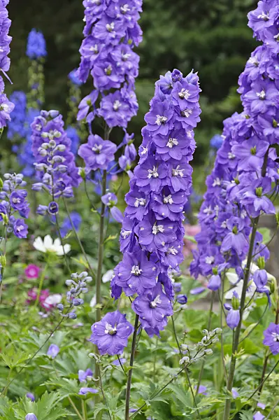 486087 - Larkspur (Delphinium x cultorum)