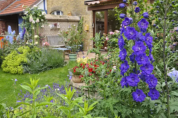 473259 - Larkspur (Delphinium x cultorum 'Black Knight') in a backyard garden
