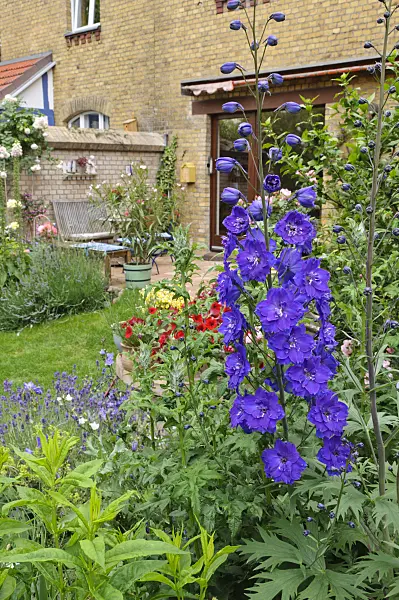 473260 - Larkspur (Delphinium x cultorum 'Black Knight') in a backyard garden