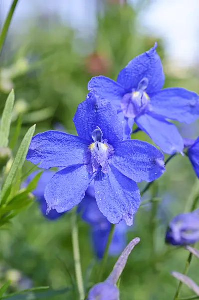 473228 - Larkspur (Delphinium x cultorum 'Blue Springs')