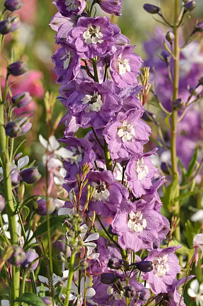 474500 - Larkspur (Delphinium x cultorum 'Magic Fountains Lilac Pink')