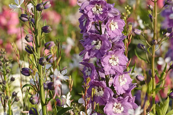 474501 - Larkspur (Delphinium x cultorum 'Magic Fountains Lilac Pink')