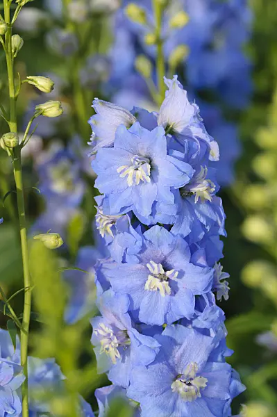 474502 - Larkspur (Delphinium x cultorum 'Magic Fountains Sky Blue')