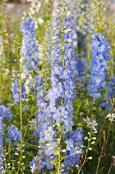 475205 - Larkspur (Delphinium x cultorum 'Magic Fountains Sky Blue')