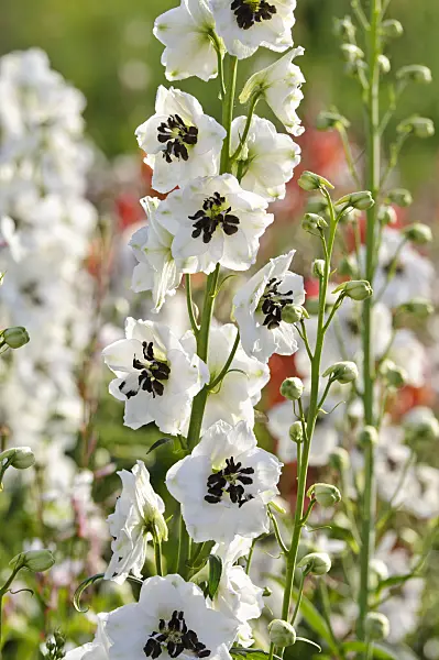 474498 - Larkspur (Delphinium x cultorum 'Magic Fountains White')