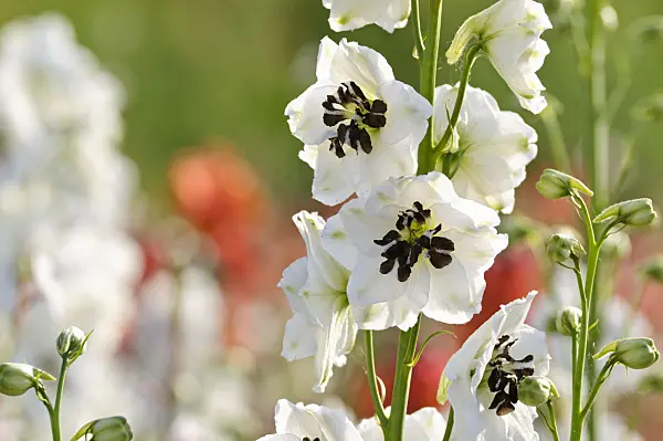 474499 - Larkspur (Delphinium x cultorum 'Magic Fountains White')