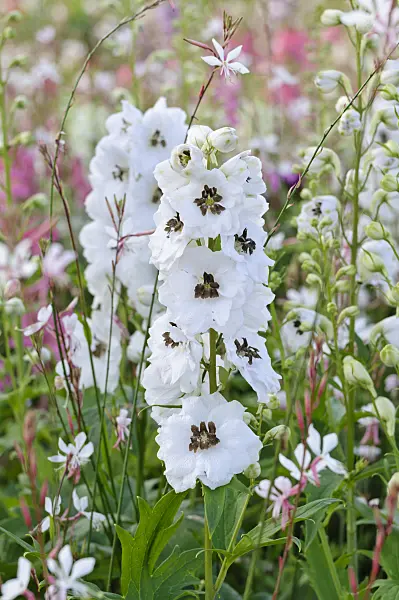 474507 - Larkspur (Delphinium x cultorum 'Magic Fountains White')