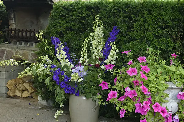 558019 - Larkspurs (Delphinium) and petunias (Petunia) in a vase