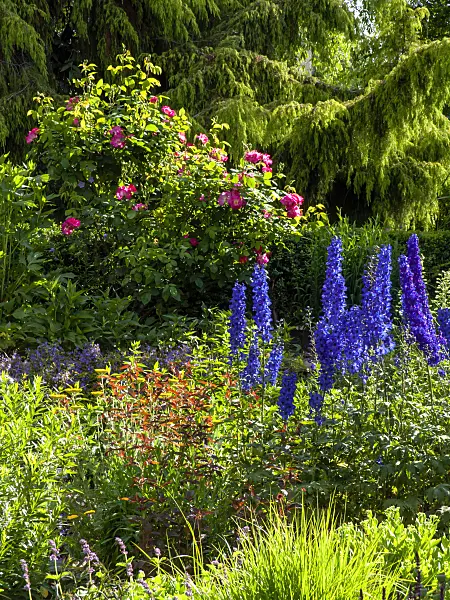 426199 - Larkspurs (Delphinium) and roses (Rosa)