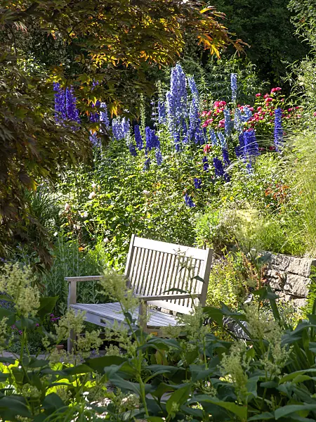 426200 - Larkspurs (Delphinium) and roses (Rosa)