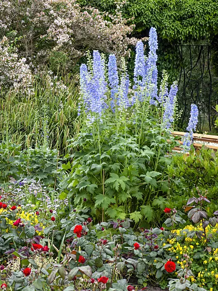 461039 - Larkspurs (Delphinium elatum) and roses (Rosa)