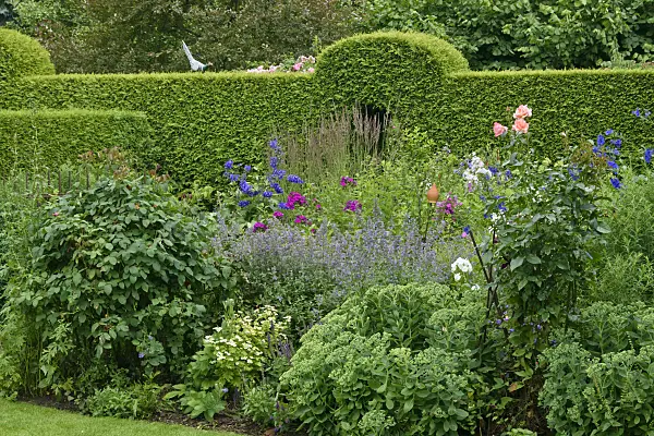 558016 - Larkspurs (Delphinium), phlox (Phlox), catmints (Nepeta) and roses (Rosa)