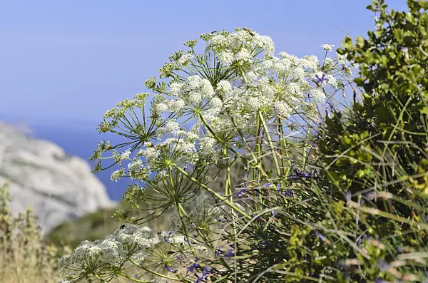533166 - Laserpitium gallicum
