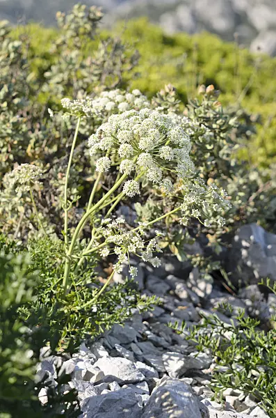 533172 - Laserpitium gallicum