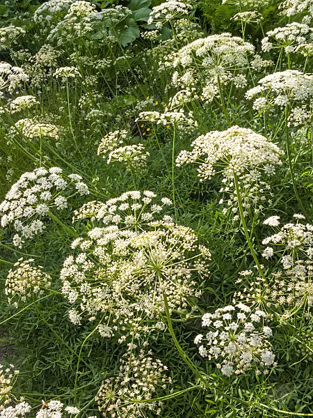 413064 - Laserpitium siler