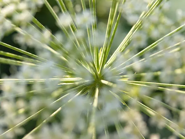 425101 - Laserpitium siler