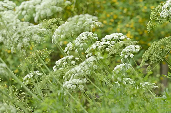 508524 - Laserpitium siler