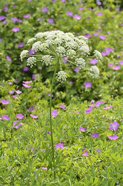 508528 - Laserpitium siler