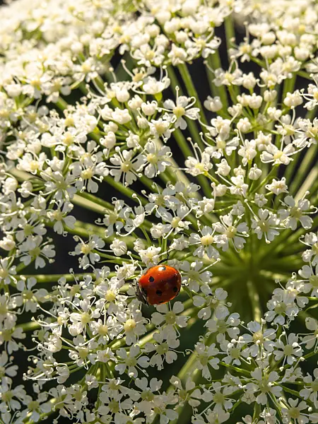 425100 - Laserpitium siler and ladybird (Coccinella)