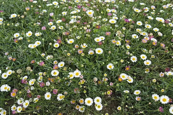 511155 - Latin American fleabane (Erigeron karvinskianus)