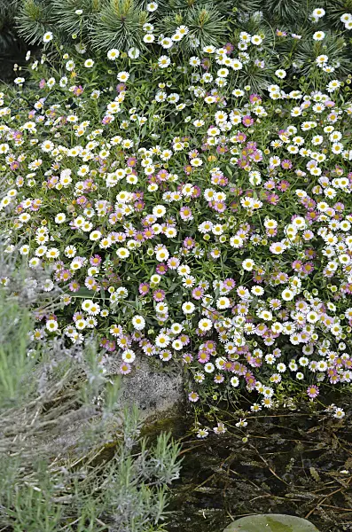 533215 - Latin American fleabane (Erigeron karvinskianus)