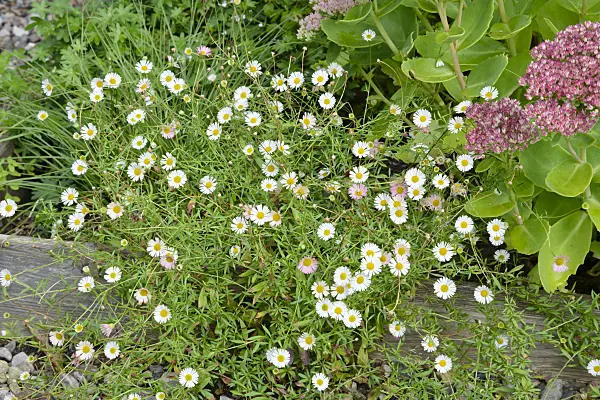545063 - Latin American fleabane (Erigeron karvinskianus)