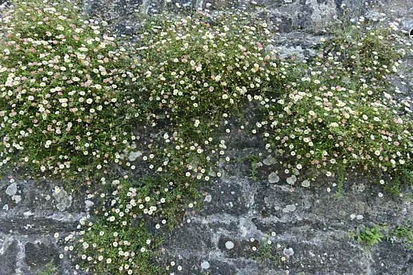 559109 - Latin American fleabane (Erigeron karvinskianus)