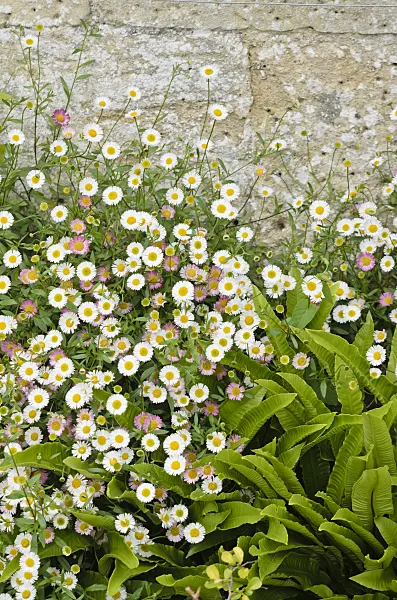 533462 - Latin American fleabane (Erigeron karvinskianus) and hart's tongue fern (Asplenium scolopendrium syn. Phyllitis scolopendrium)