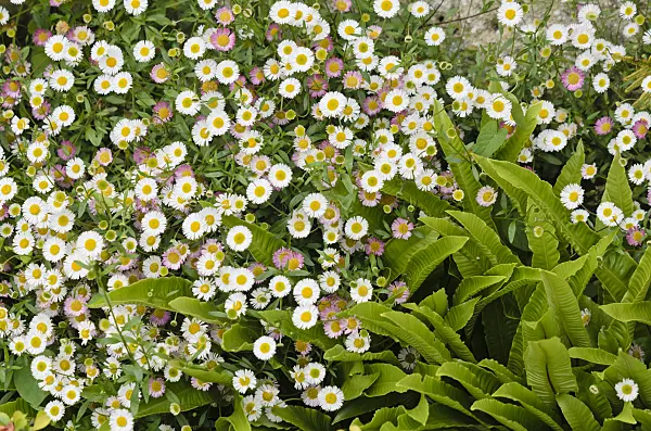 533463 - Latin American fleabane (Erigeron karvinskianus) and hart's tongue fern (Asplenium scolopendrium syn. Phyllitis scolopendrium)