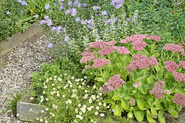545062 - Latin American fleabane (Erigeron karvinskianus), Italian aster (Aster amellus 'Rudolf Goethe'), lesser calamint (Calamintha nepeta) and orpine (Sedum telephium 'Herbstfreude' syn. Hylotelephium telephium 'Herbstfreude')