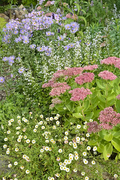 545065 - Latin American fleabane (Erigeron karvinskianus), Italian aster (Aster amellus 'Rudolf Goethe'), lesser calamint (Calamintha nepeta) and orpine (Sedum telephium 'Herbstfreude' syn. Hylotelephium telephium 'Herbstfreude')