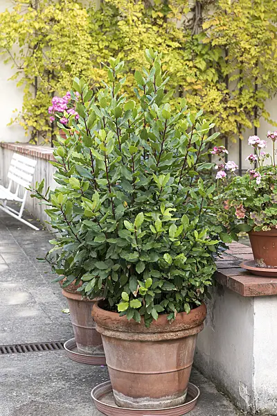 651360 - Laurel (Laurus nobilis)