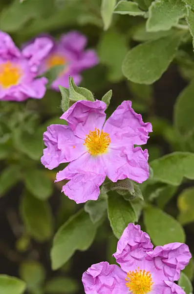 521164 - Laurel-leaved rock rose (Cistus laurifolius)