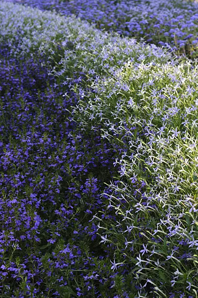476244 - Laurentia axillaris 'Starshine Blue' syn. Isotoma axillaris 'Starshine Blue' and fairy fan-flower (Scaevola aemula)