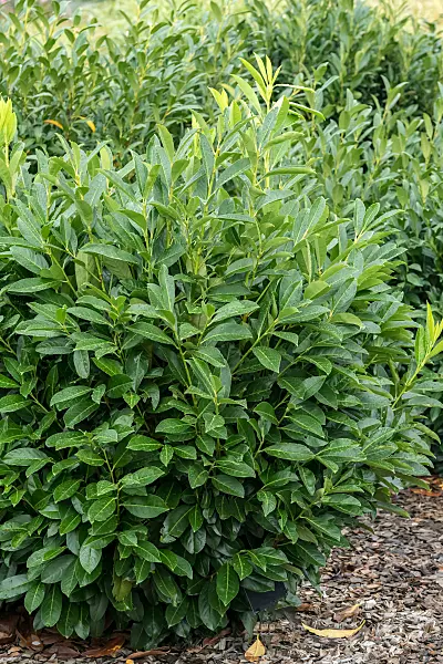 675299 - Laurier cerise (Prunus laurocerasus 'Greenpeace')